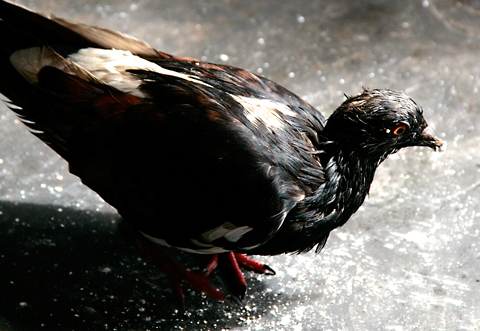 pigeon. Photography copyright Lindsay Benson Garrett.