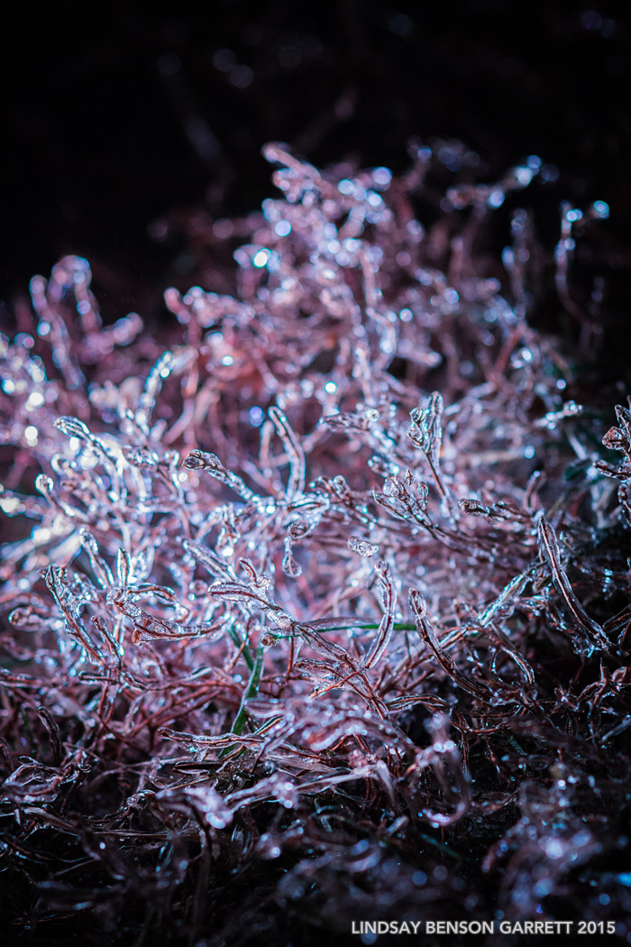 Midnight Photography of Ice Covered Grass
